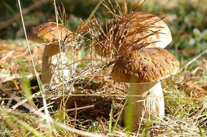 Agro-Wda Villa Czarna Woda Екстериор снимка